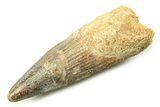 Fossil Spinosaurus Tooth - Real Dinosaur Tooth #357748-1